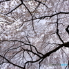 三宝院内の大桜１