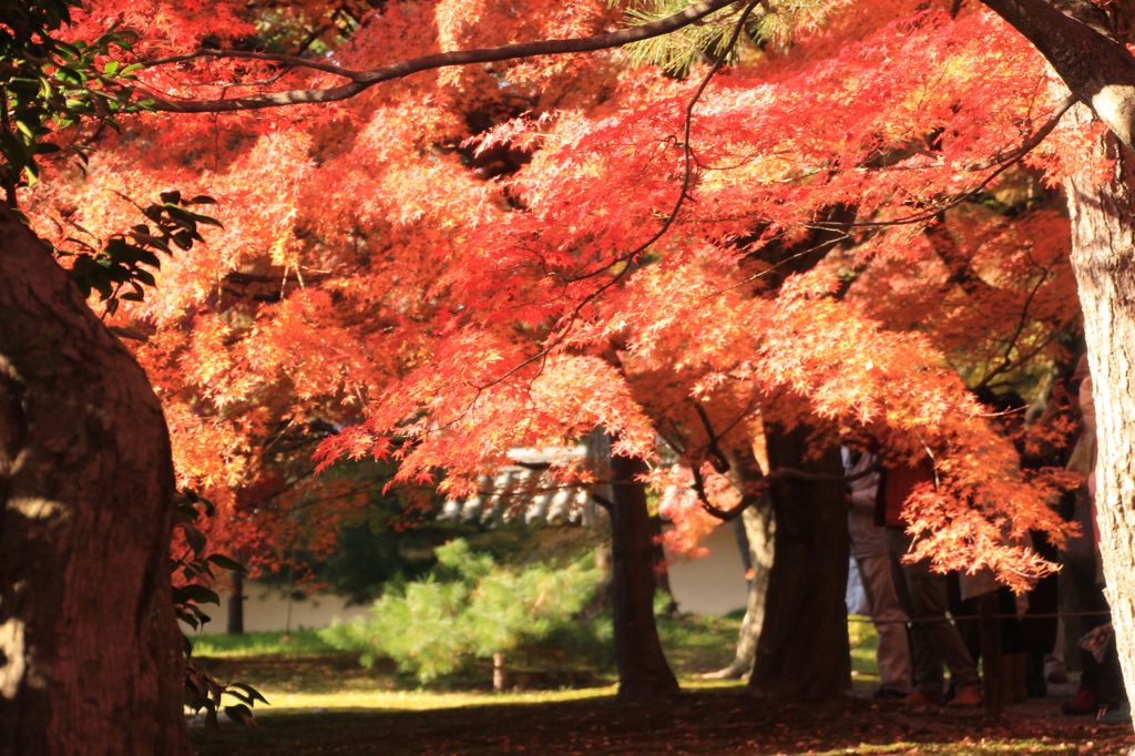 東福寺4