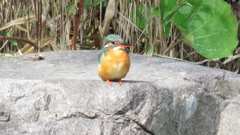 カワセミ♀