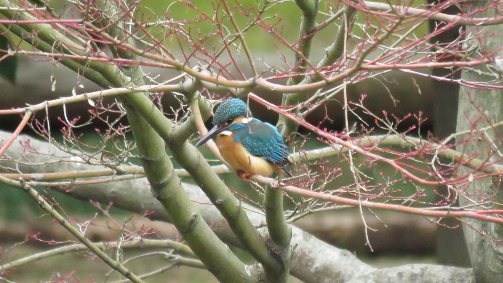 モミジの木に止まるカワセミ