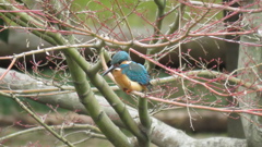 モミジの木に止まるカワセミ