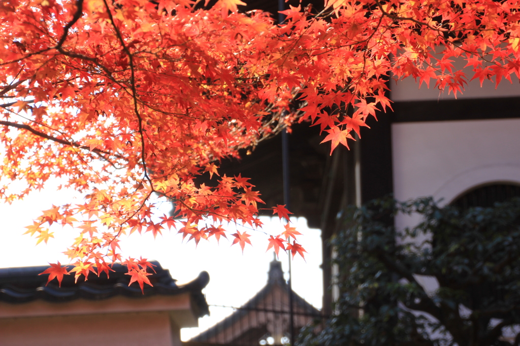 東福寺3