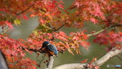 モミカワラストウイークかな？２