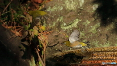 水琴窟に集まる野鳥たち（夫婦のメジロ飛び立つ２）