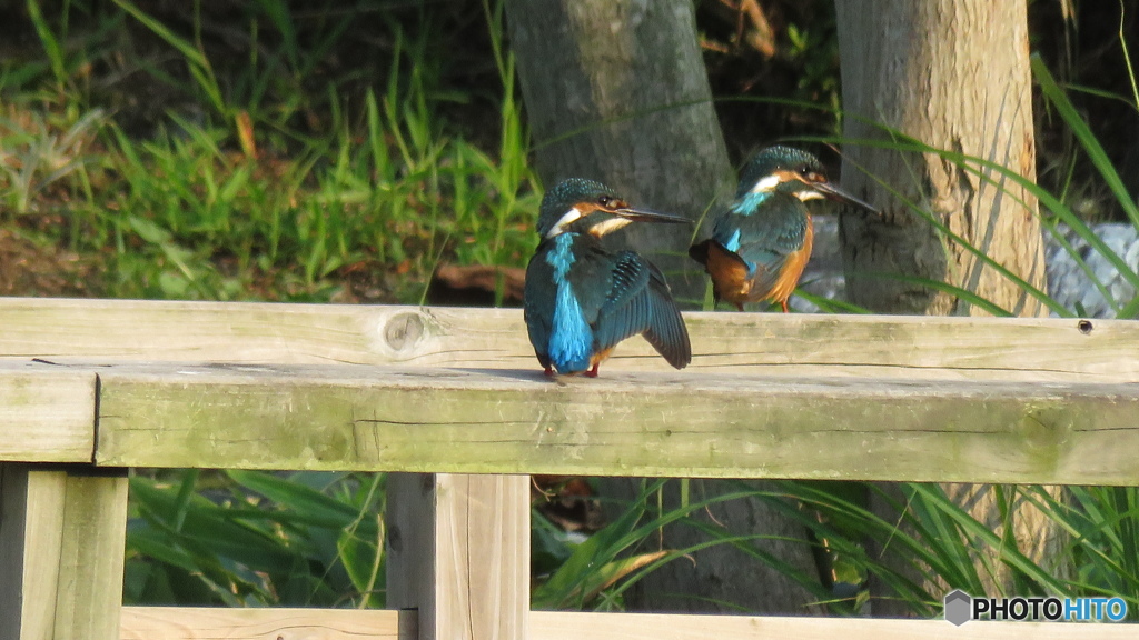 投稿１０００枚目記念