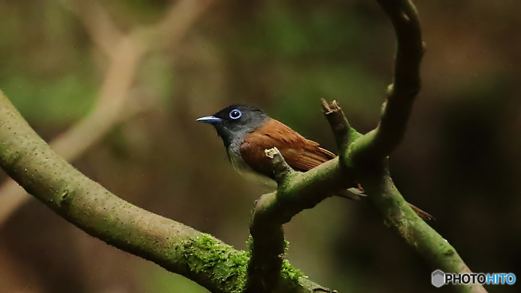 サンコウチョウのメス