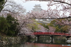 サクラと橋と姫路城