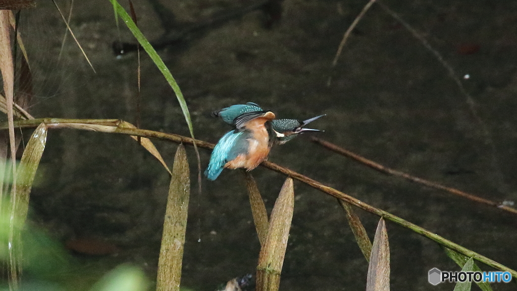 エンゼルポーズ