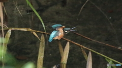 エンゼルポーズ