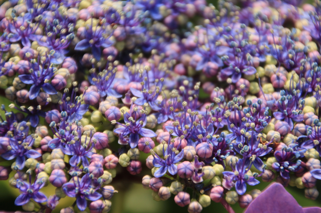 額紫陽花