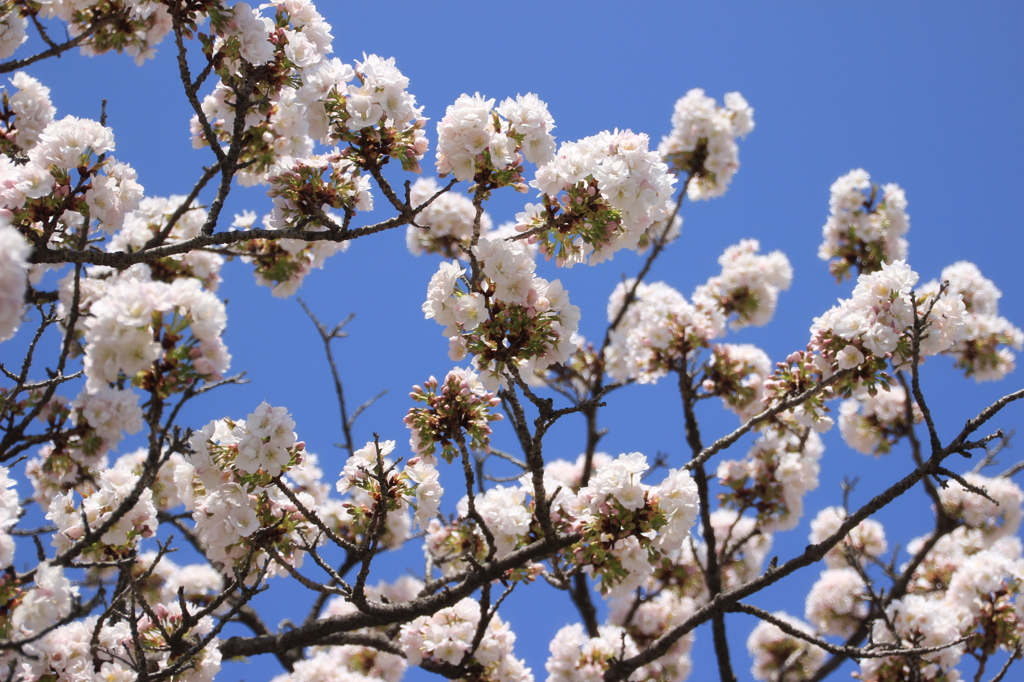 京都御所　桜９