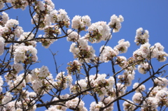 京都御所　桜９