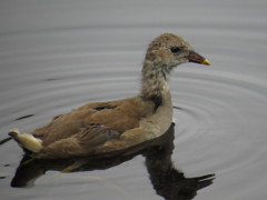 カルガモの幼鳥