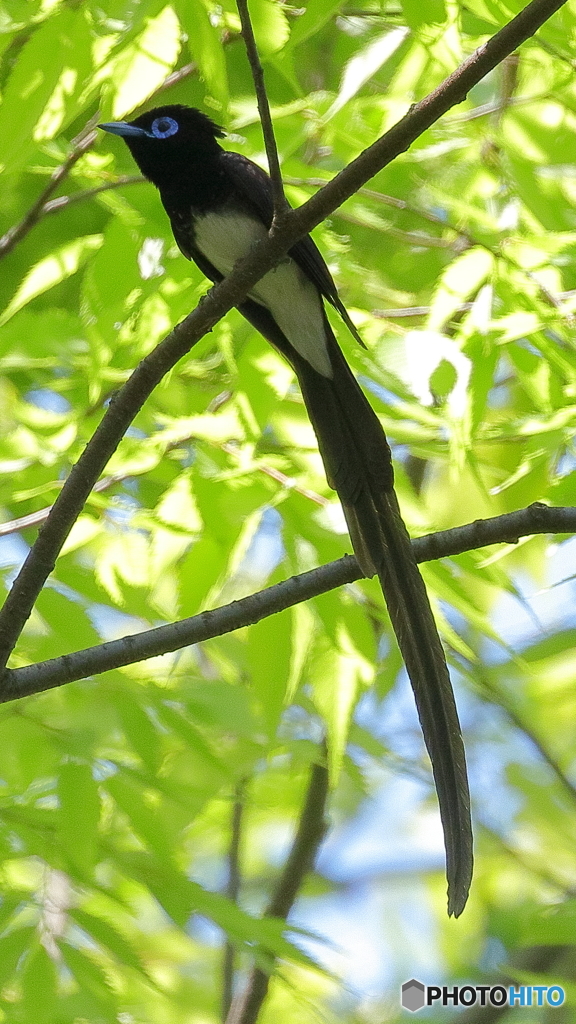サンコウチョウ止まり物