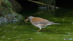 シロハラがエビを食べる