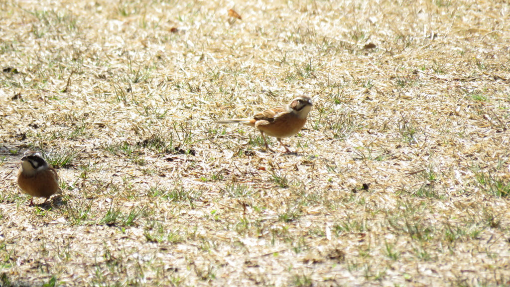 ２羽で楽しくお食事中