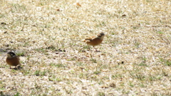２羽で楽しくお食事中