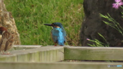 カワセミ　＆　スズメ