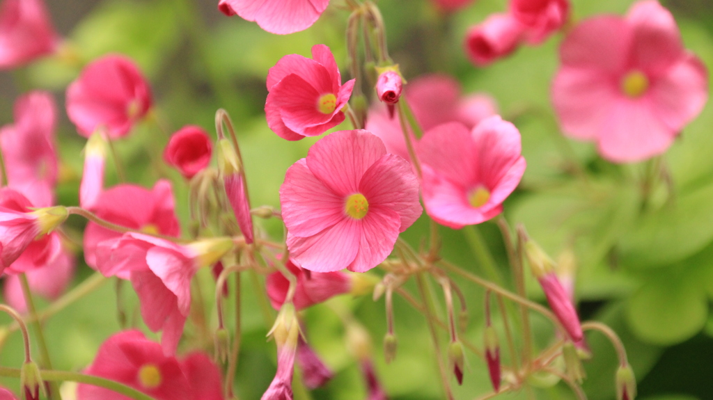 庭の花