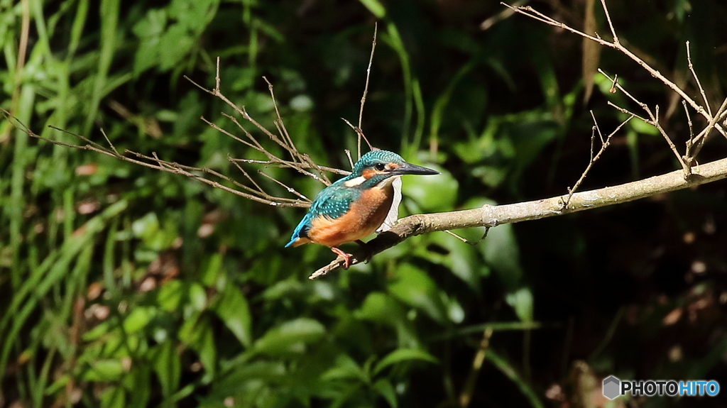 枝の先端にて２