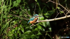 枝の先端にて２