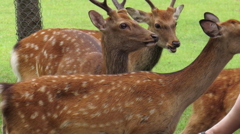 餌をねだる鹿