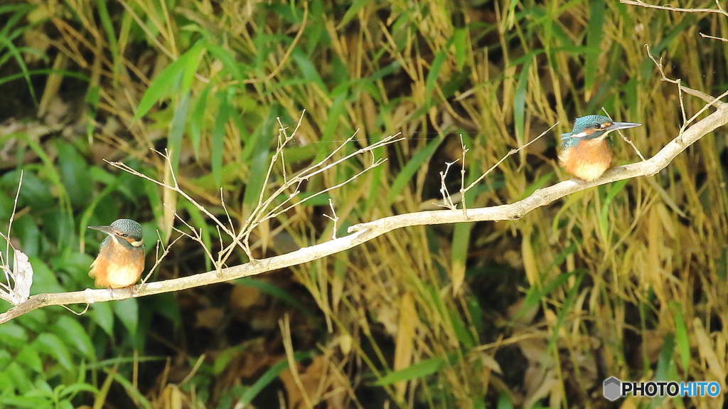 ヒナが２羽並びました１