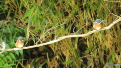 ヒナが２羽並びました１