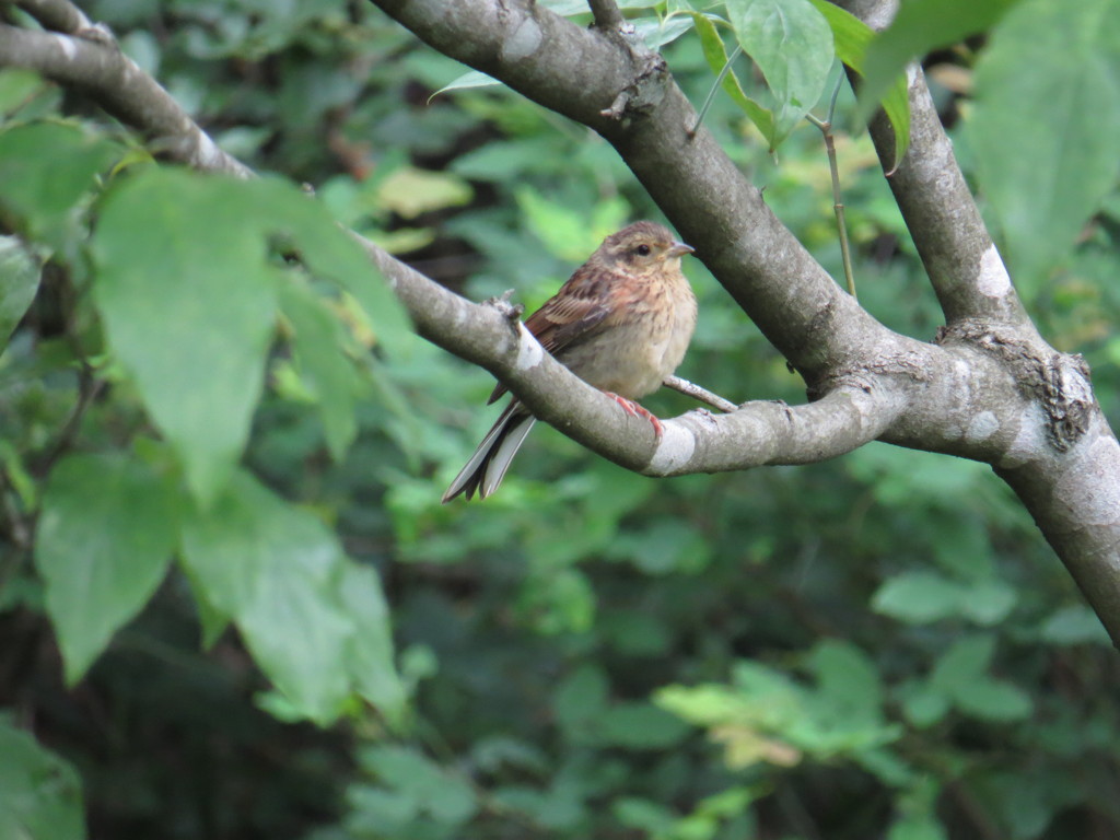 名前の判らない小鳥