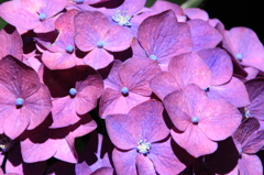 紫陽花２