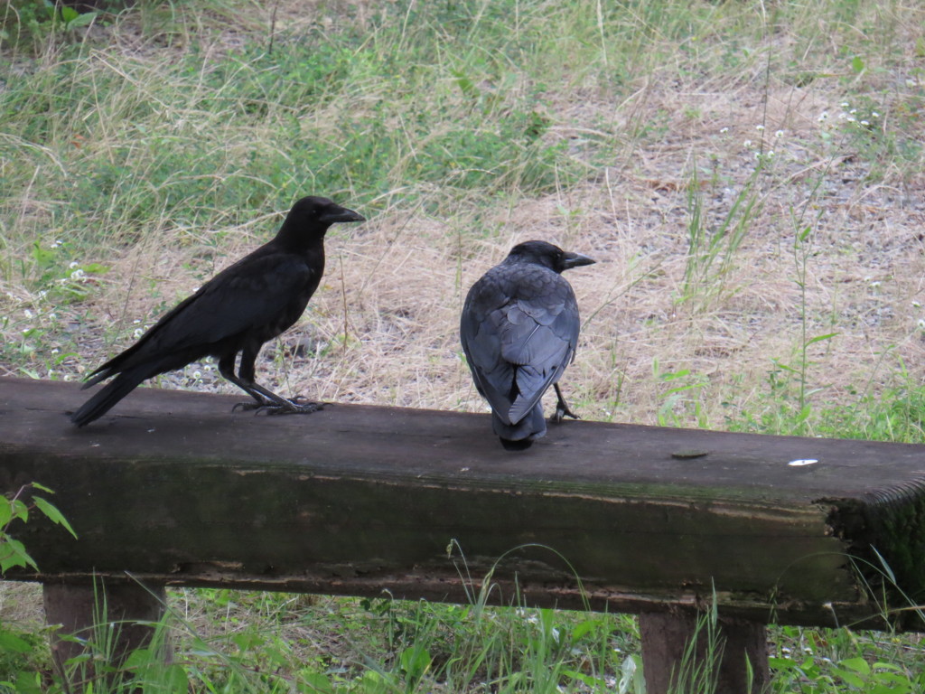 カラスのカップル
