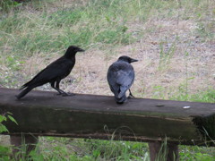 カラスのカップル