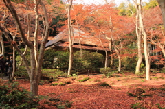 晩秋の祇王寺 1