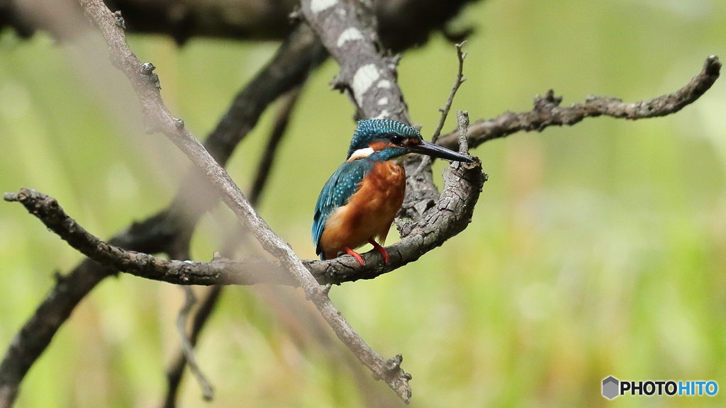 次の獲物を探す
