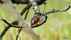 次の獲物を探す