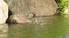 カワセミの飛び込み４