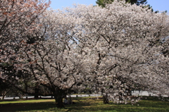 京都御所　桜１０