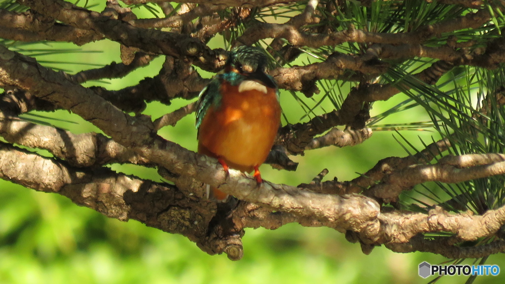 松＆カワセミ１