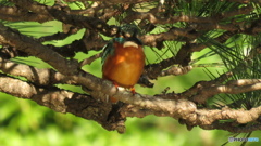 松＆カワセミ１