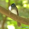 サンコウチョウ雌