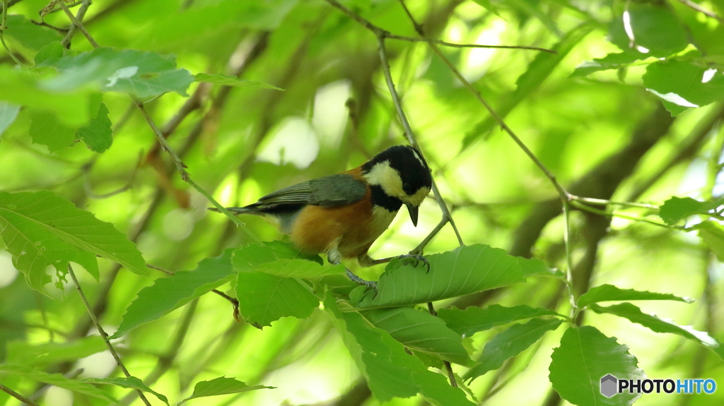 虫を探しているヤマガラ