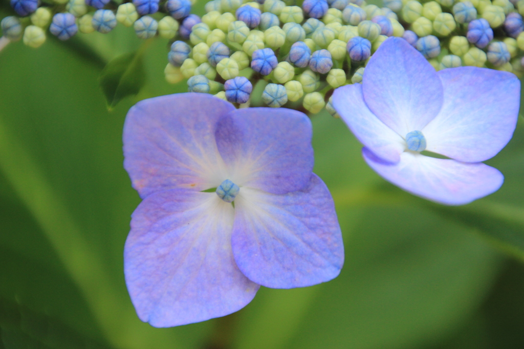 額紫陽花