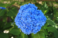 紫陽花１