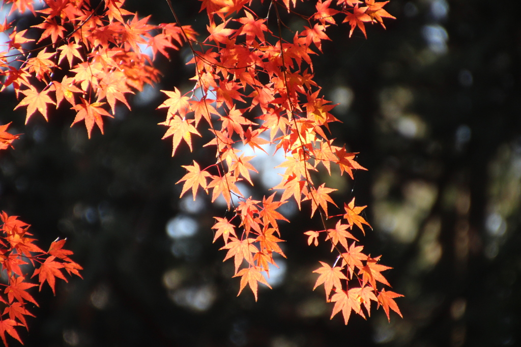 往生極楽院の紅葉