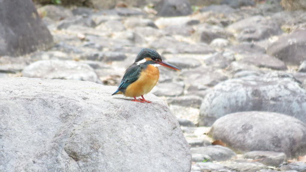 カワセミ♀