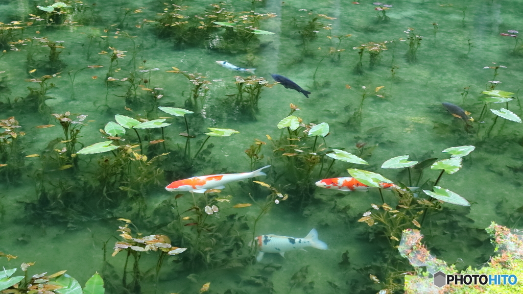 モネの池に行って来た