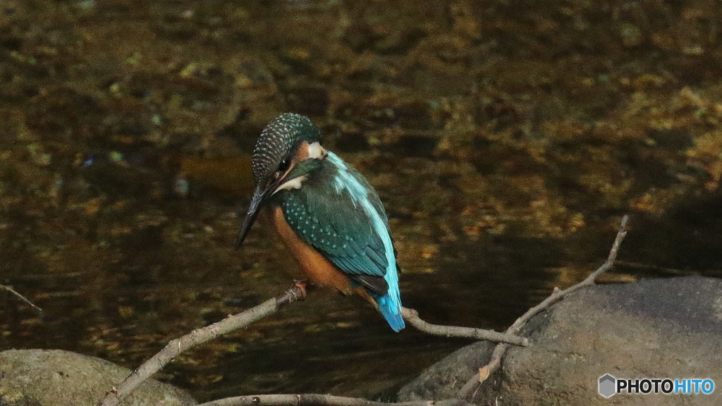 水面スレスレの枝から