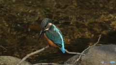 水面スレスレの枝から