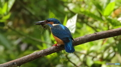 エビ捕った～３