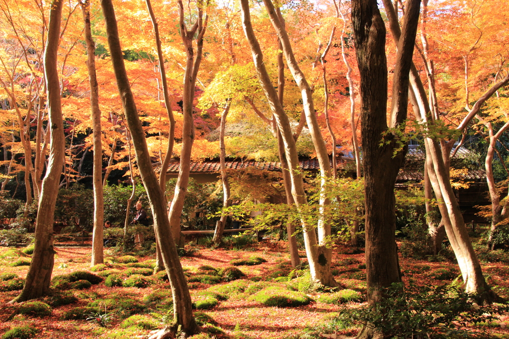 嵐山紅葉１２